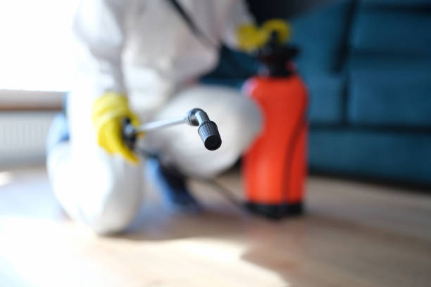 Best Mold Damage Restoration  in Cannon Af, NM